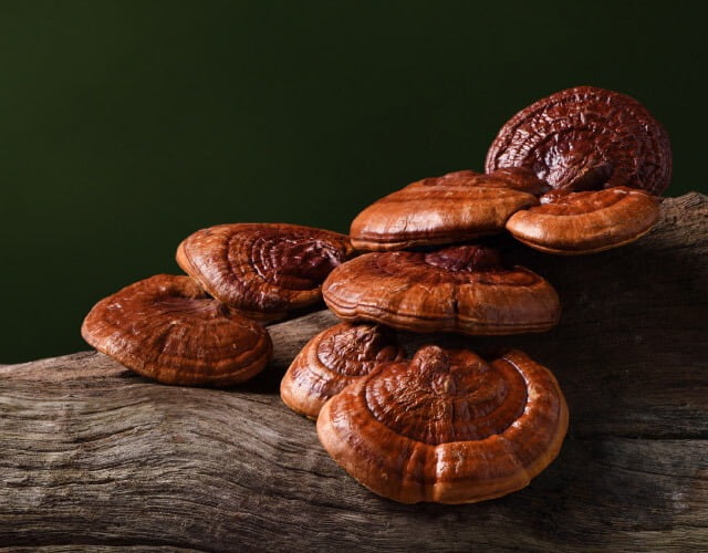 Ganoderma gomba az erdőben