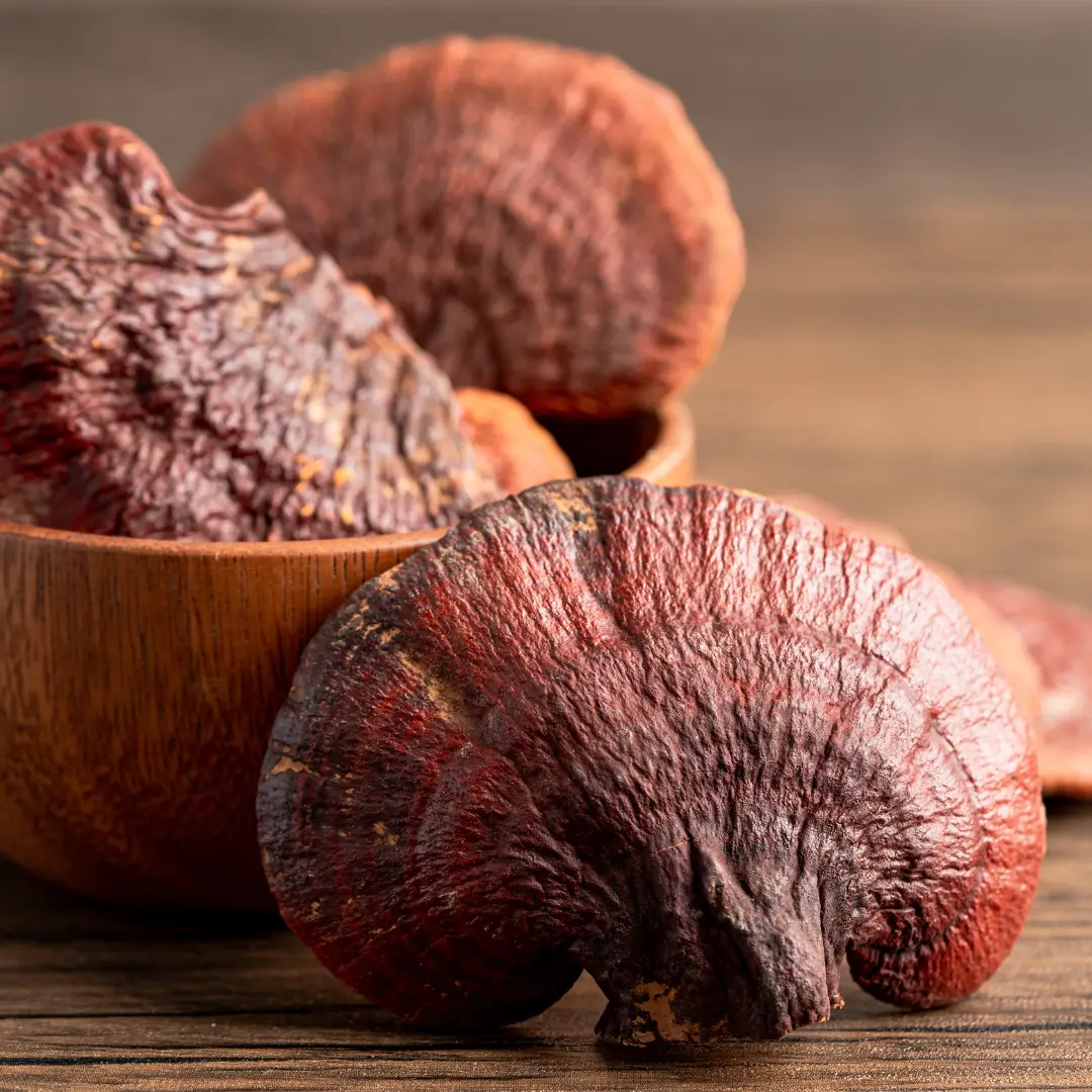 Ganoderma gomba az asztalon