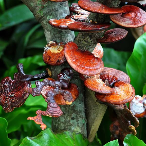Ganoderma gomba az erdőben